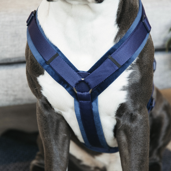 Kentucky Hundegeschirr Active Velvet