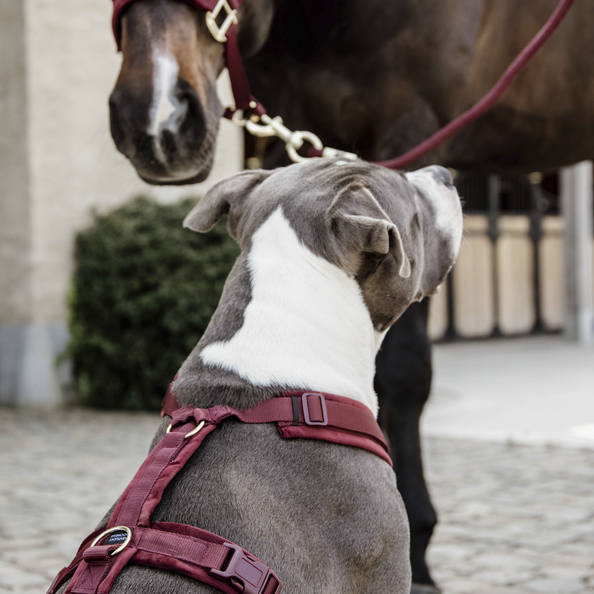 Kentucky Dog Harness Active Velvet