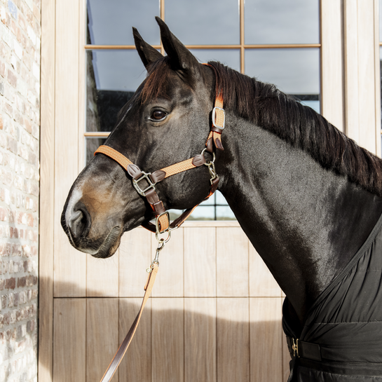 Kentucky Plaited Nylon Halter