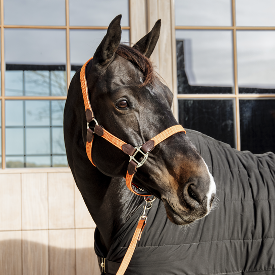 Kentucky Plaited Nylon Halter