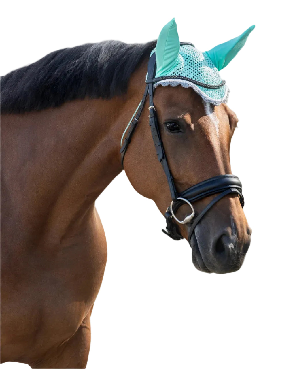 Couleur du bonnet QHP Fly