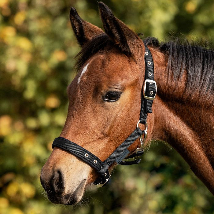Foal Halter Comfort