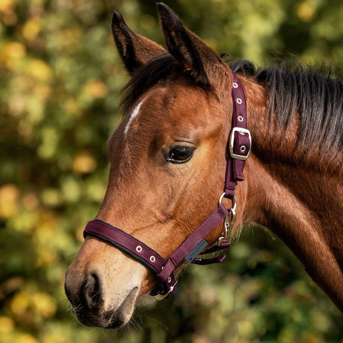 Foal Halter Comfort