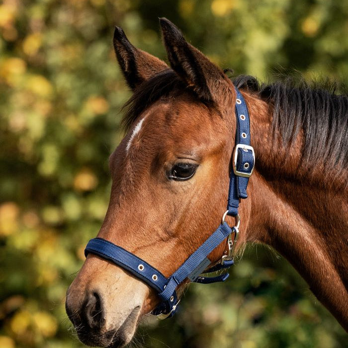 Foal Halter Comfort