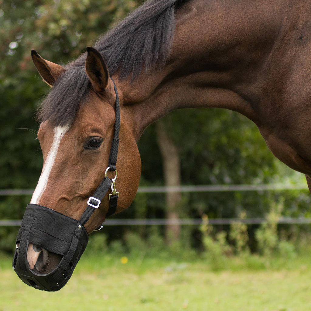 QHP Grazing Mask With Nostrils