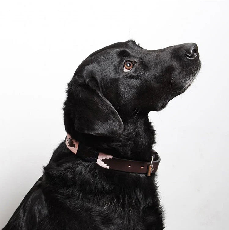 Pampeano Hundehalsband