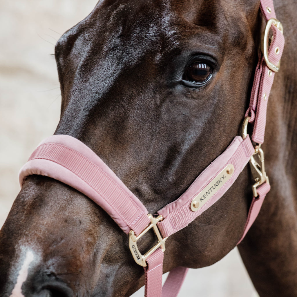 Kentucky Halfter Samt