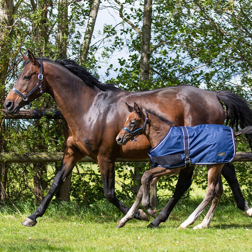 QHP Fohlen-Decke Turnout - 100Gr