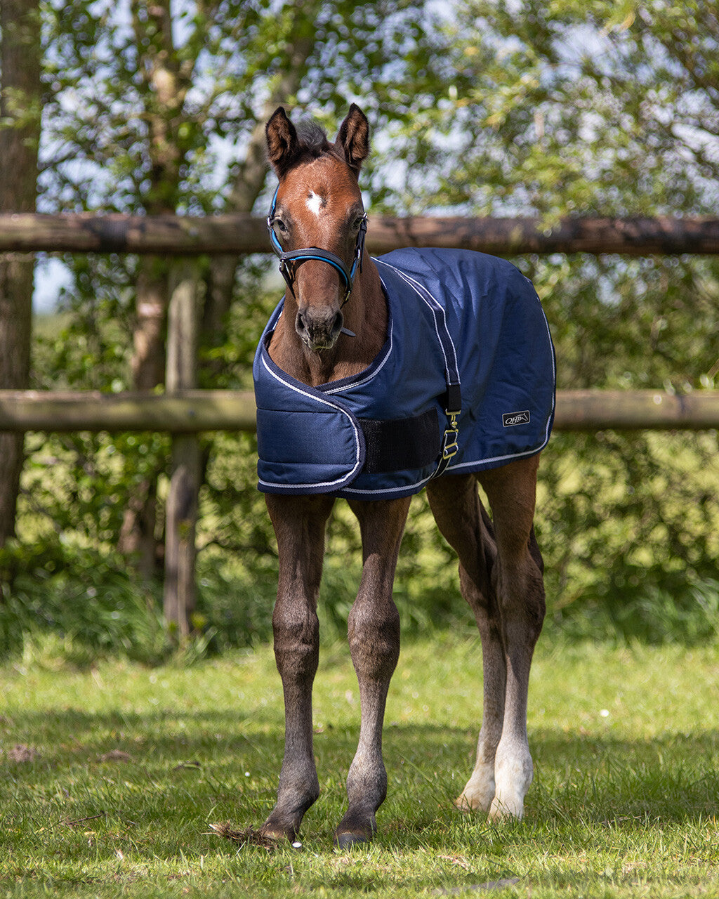 QHP Fohlen-Decke Turnout - 100Gr