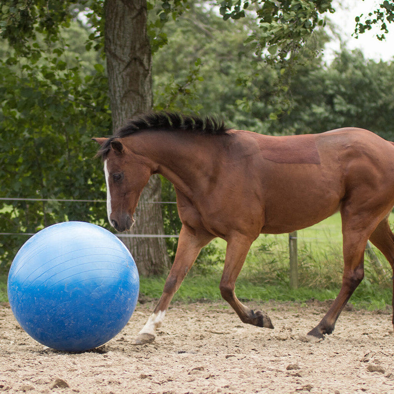 QHP Horse Football