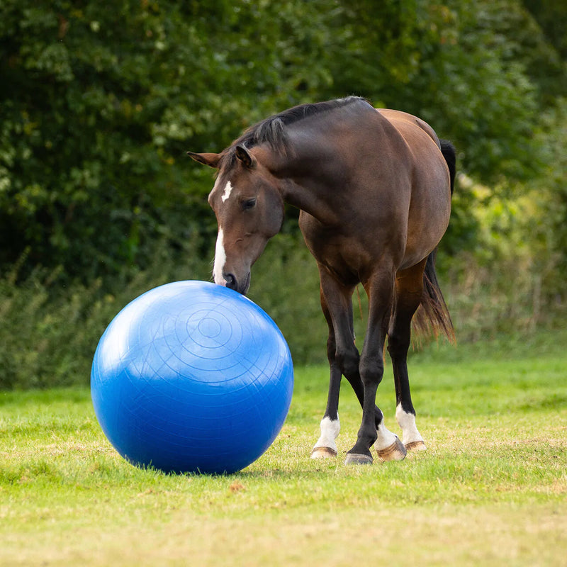 QHP Paardenvoetbal