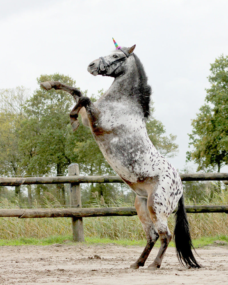 Einhorn Horn