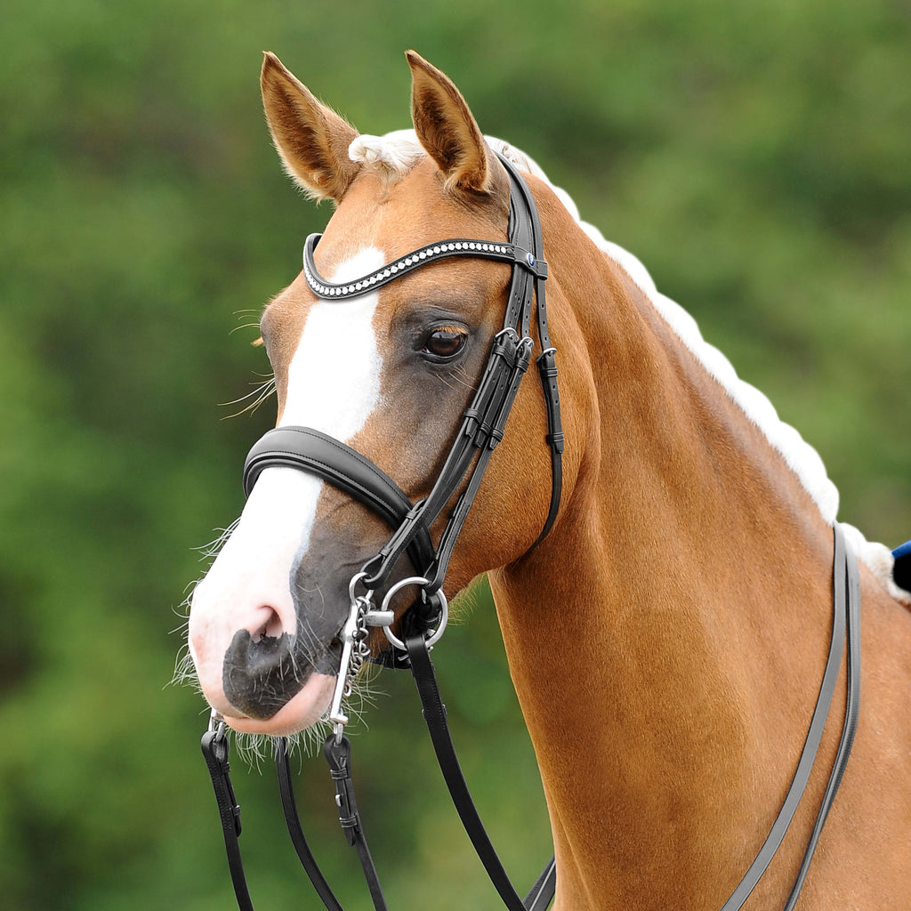 Passier Blu Double Bridle Dream