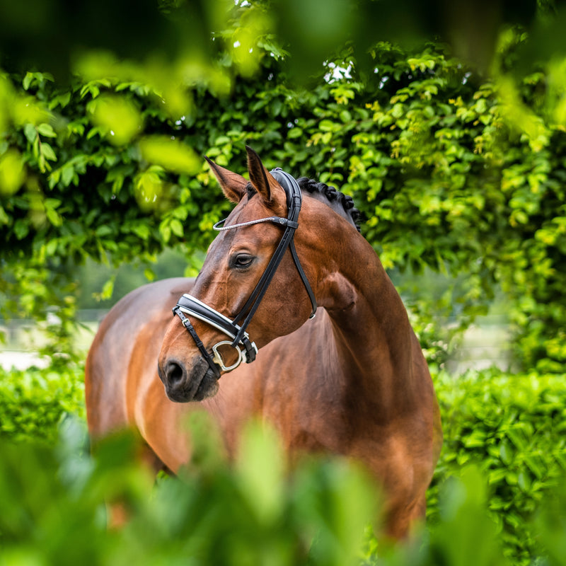 Finesse Bridle Cayenne - Silver Buckles