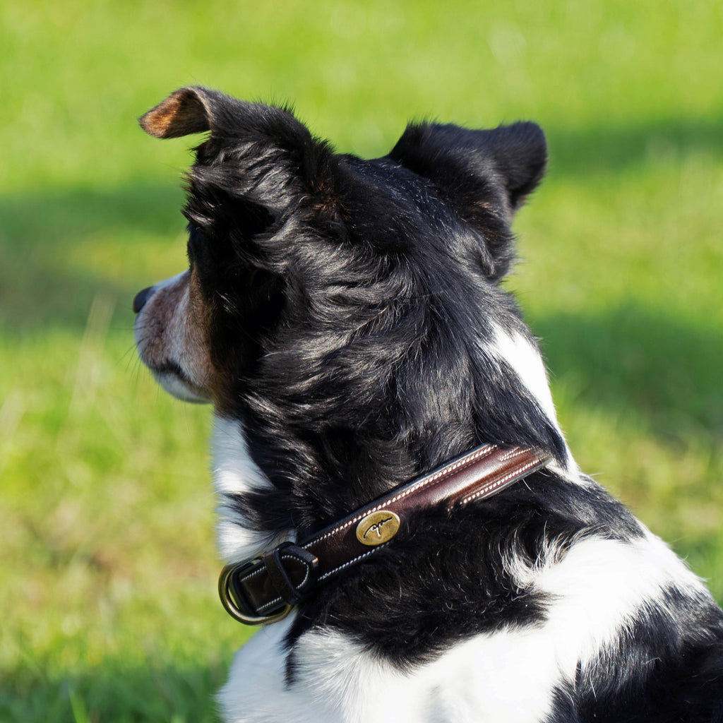Dy'on Elegantes Hundehalsband