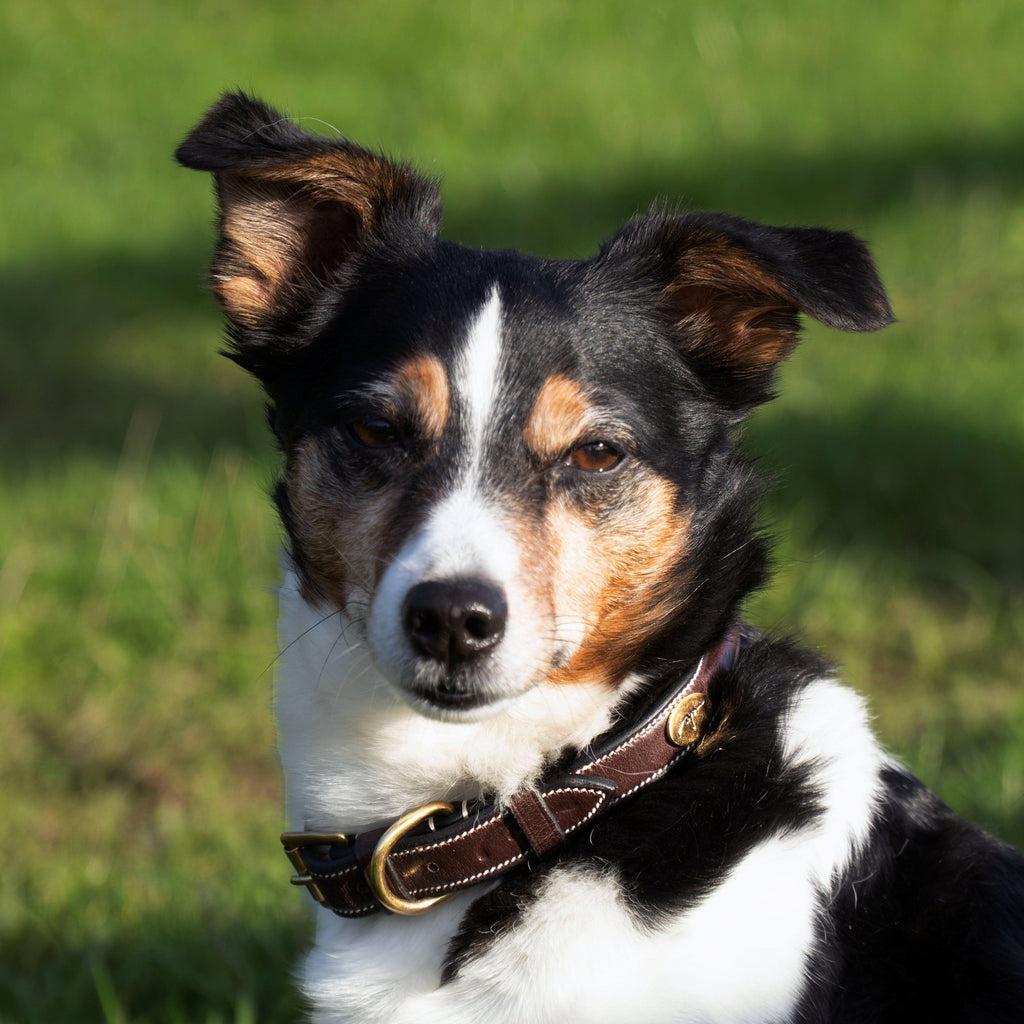 Dy'on Elegantes Hundehalsband