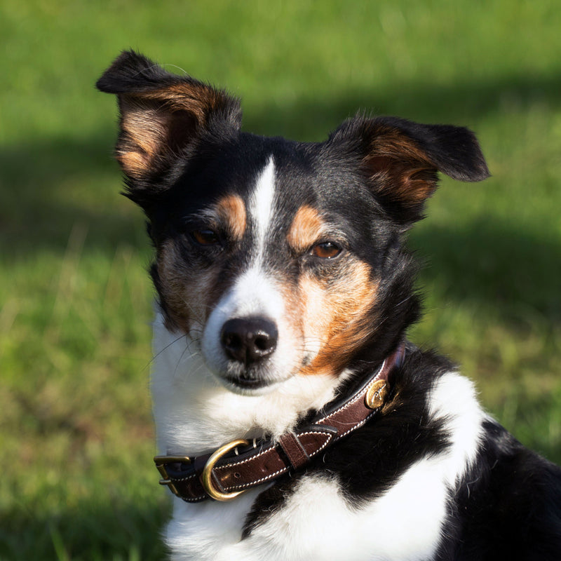 Dy'on Fancy Honden Halsband