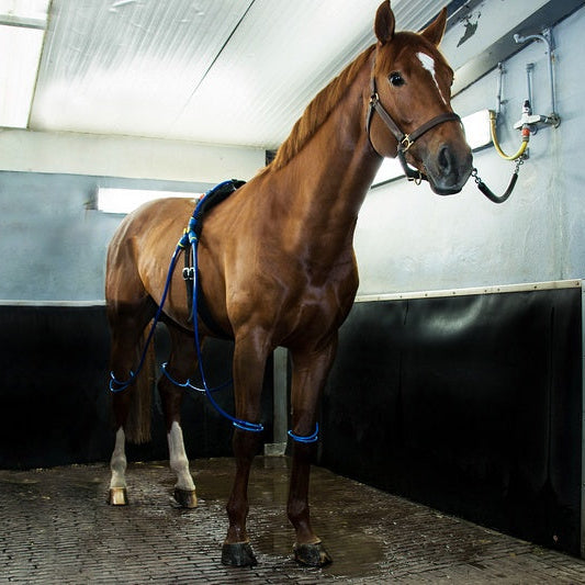 Equine Legcooler - 4 Benen