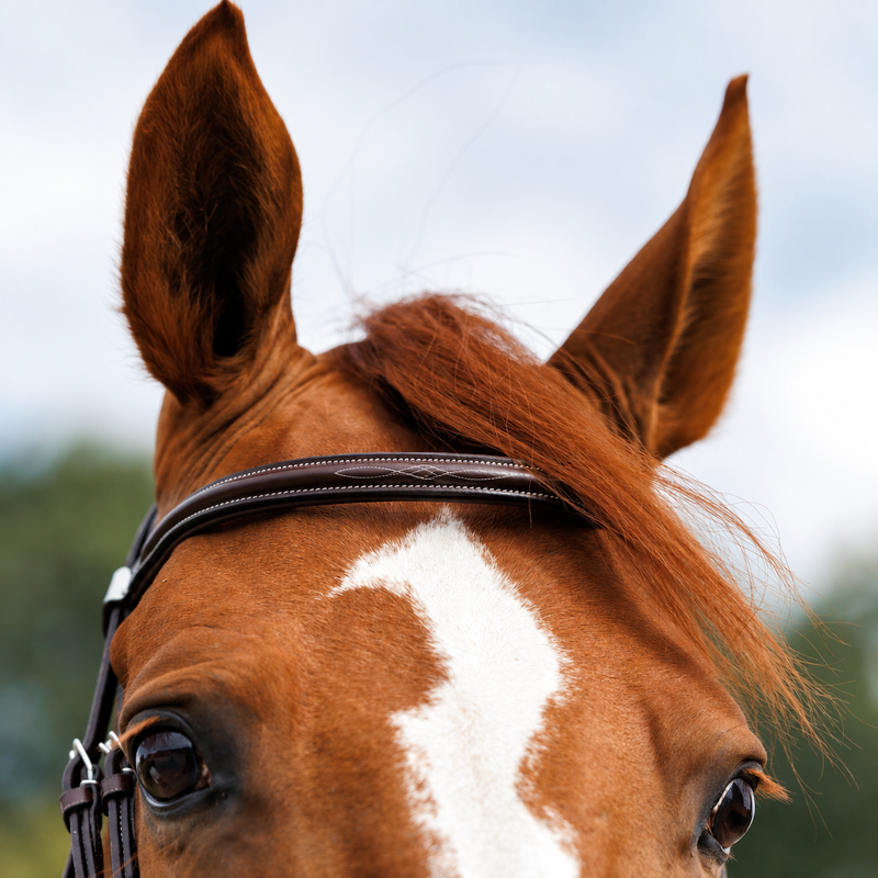 Emmers Bridle
