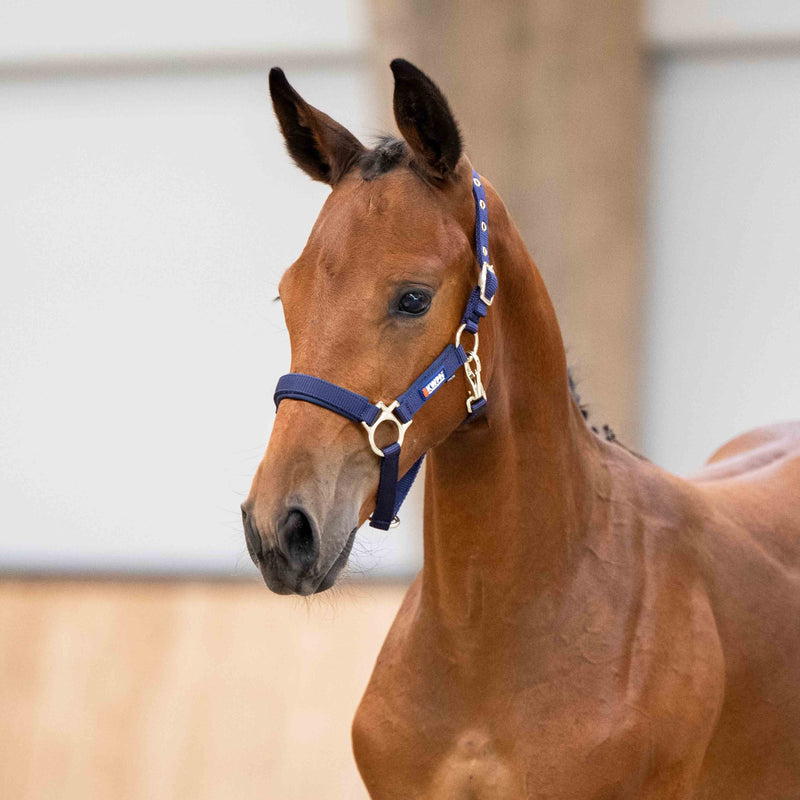 KWPN Foal Halter