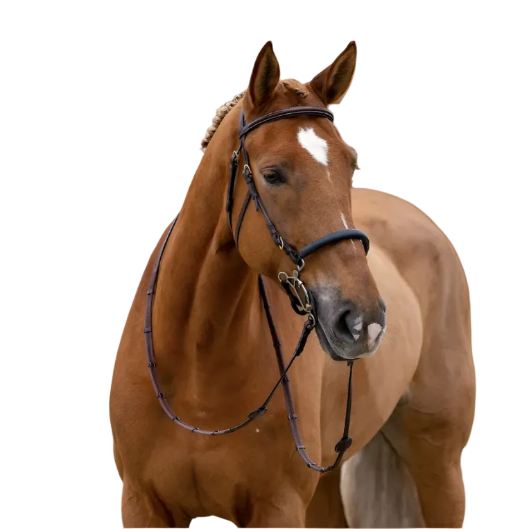 TRUST Hackamore Zaum Hickstead