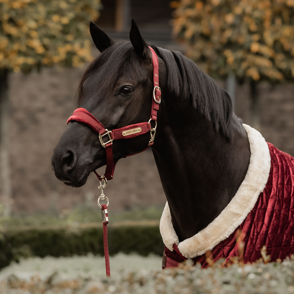Kentucky Halfter Samt