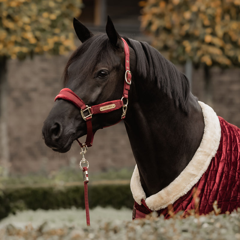 Kentucky Halfter Samt