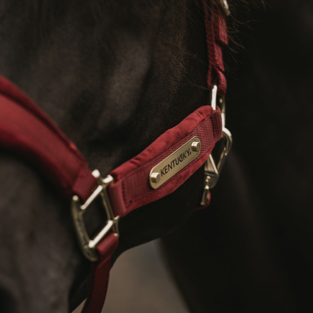 Kentucky Halfter Samt