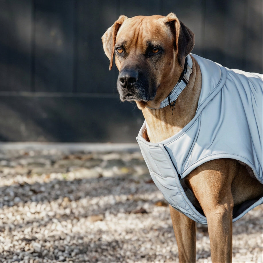 Manteau pour chien Kentucky - Réfléchissant et imperméable avec protection ventrale