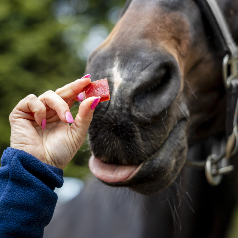 Candy Horse Horse Treats Jelly Horse