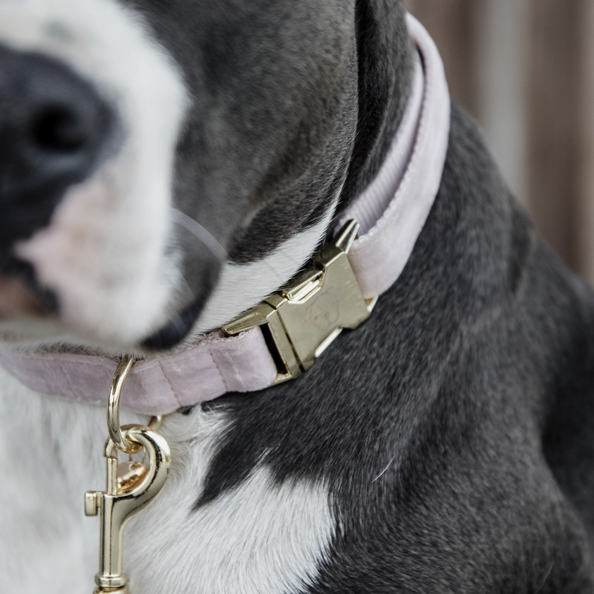 Collier pour chien Kentucky - Velours