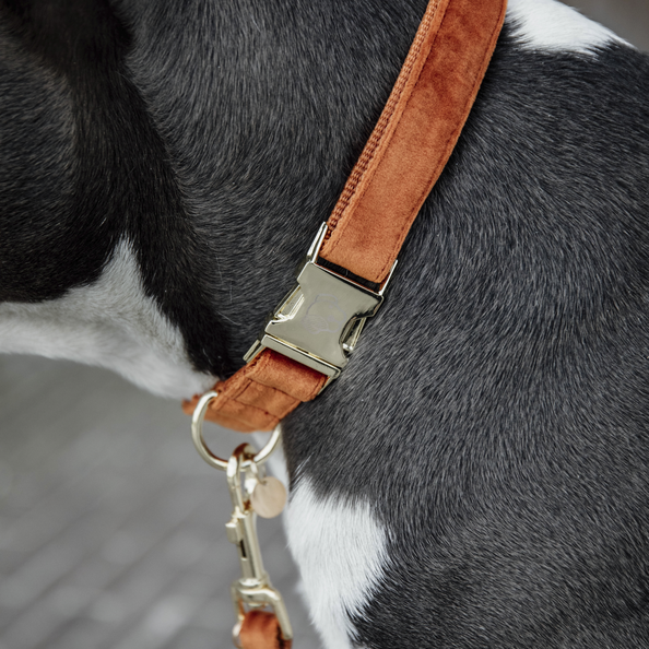 Collier pour chien Kentucky - Velours