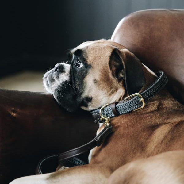 Kentucky Hondenhalsband - Gevlochten Nylon
