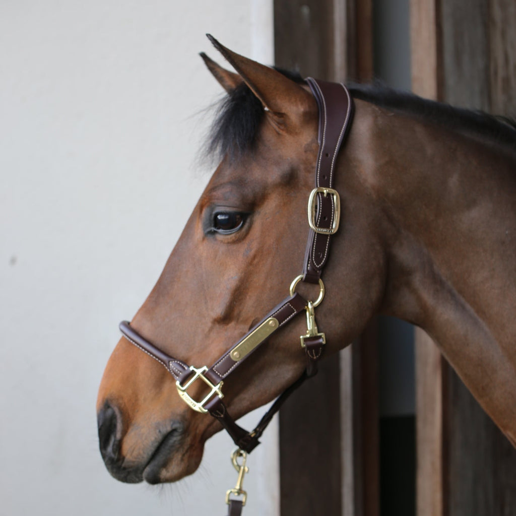 Kentucky Anatomisches Lederhalfter