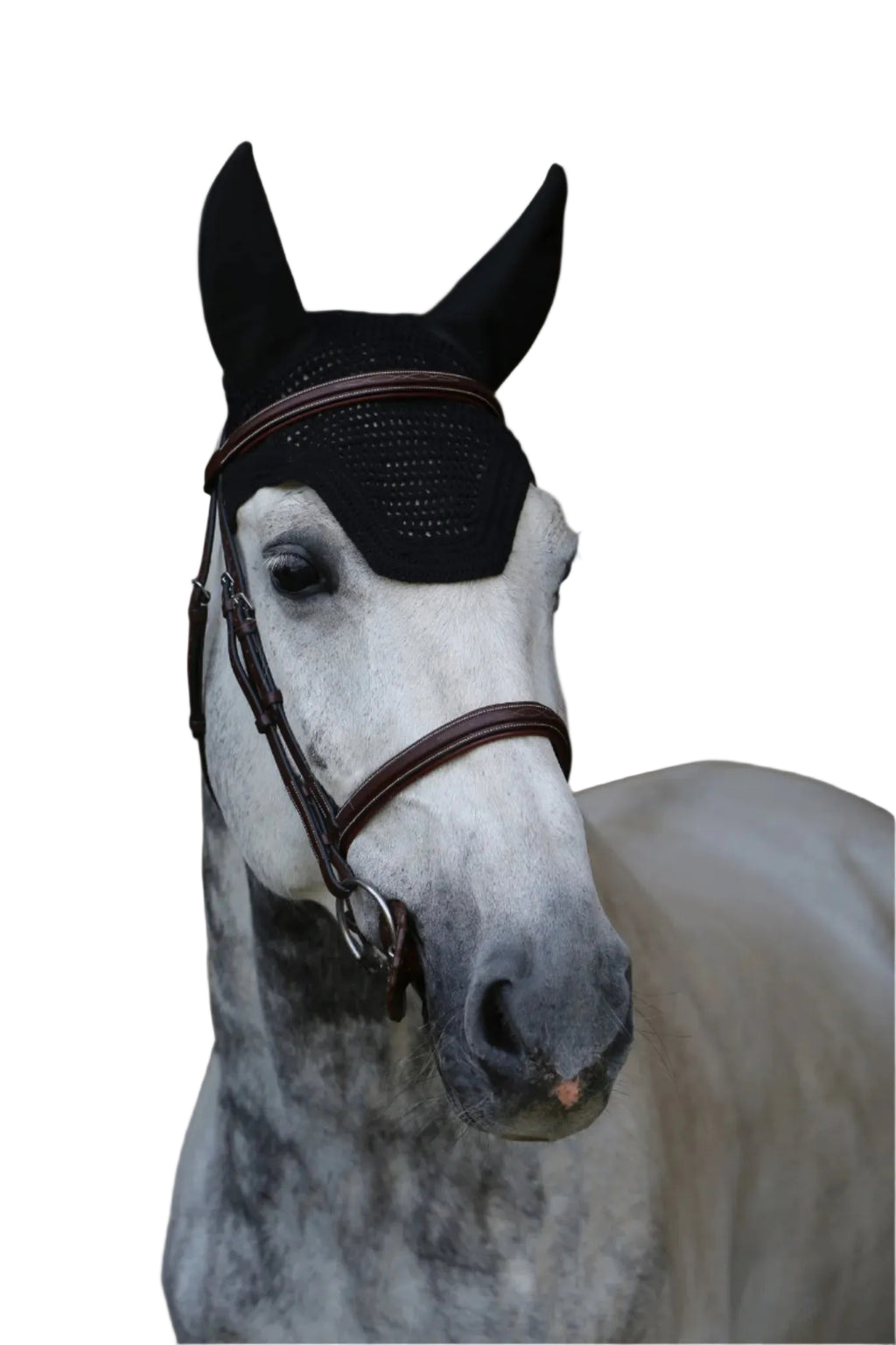 Kentucky Oornetje Wellington - Soundless