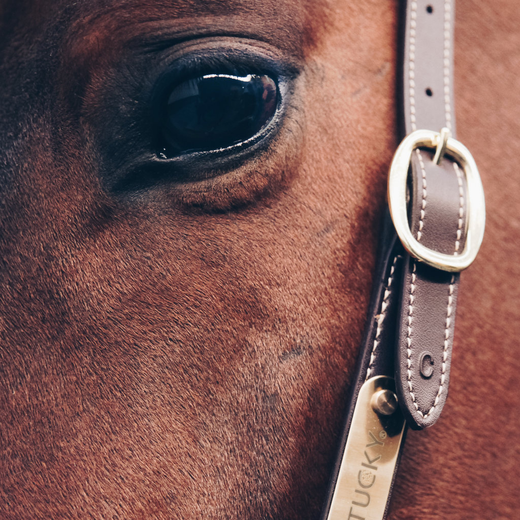 Kentucky Pflegehalfter Leder