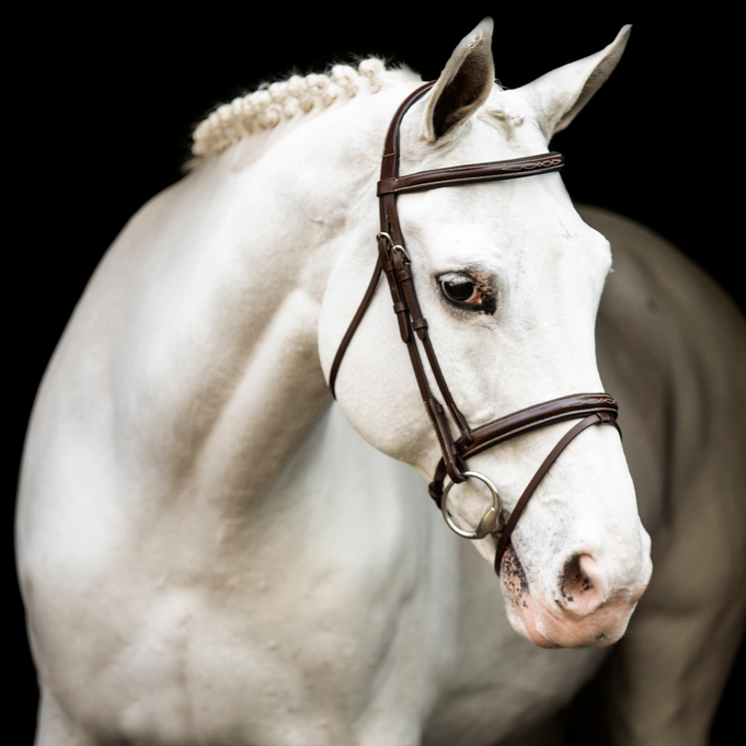 Muserolle combinée LJ Bridle Pro / Boucles argentées
