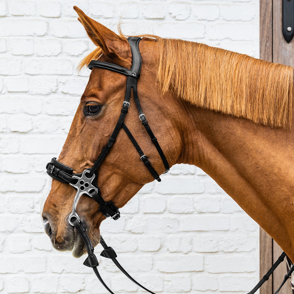 Dy'on Hackamore - New English
