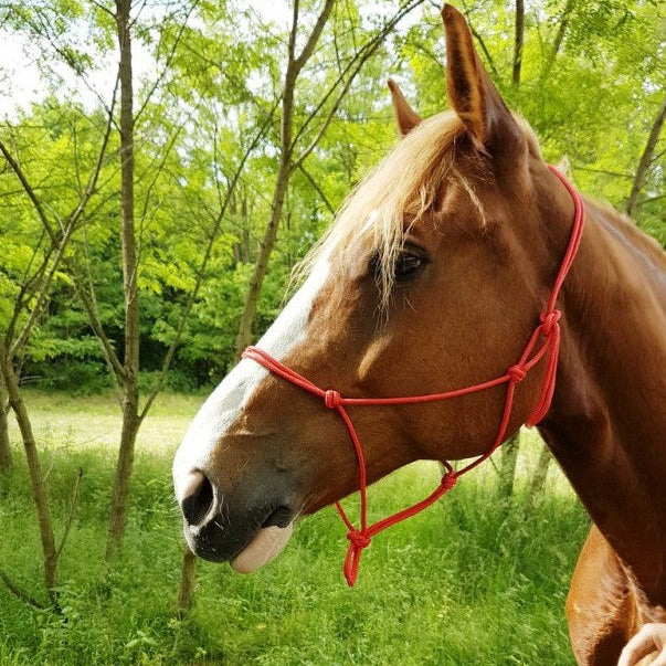 Riding World Rope Headcollar