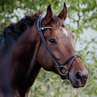 Finesse Olivenkopftrense Zorro - Silberne Schnallen