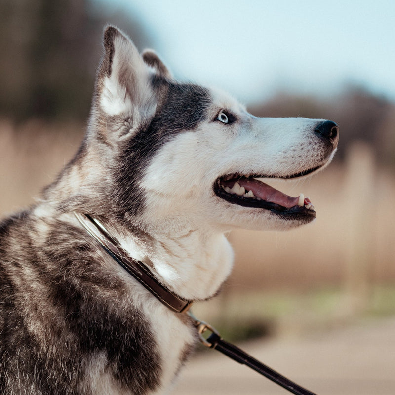 Dy'on Fancy Dog Collar