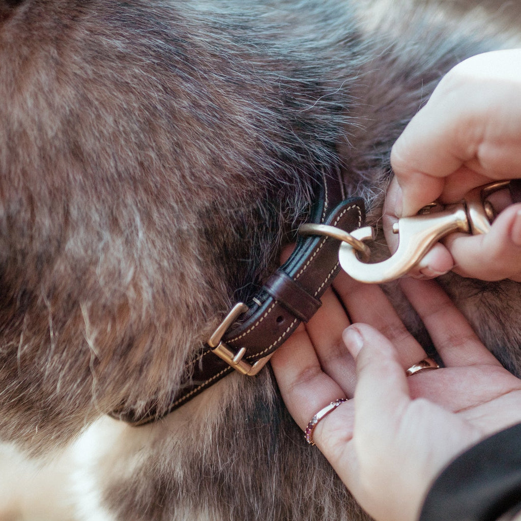Dy'on Elegantes Hundehalsband