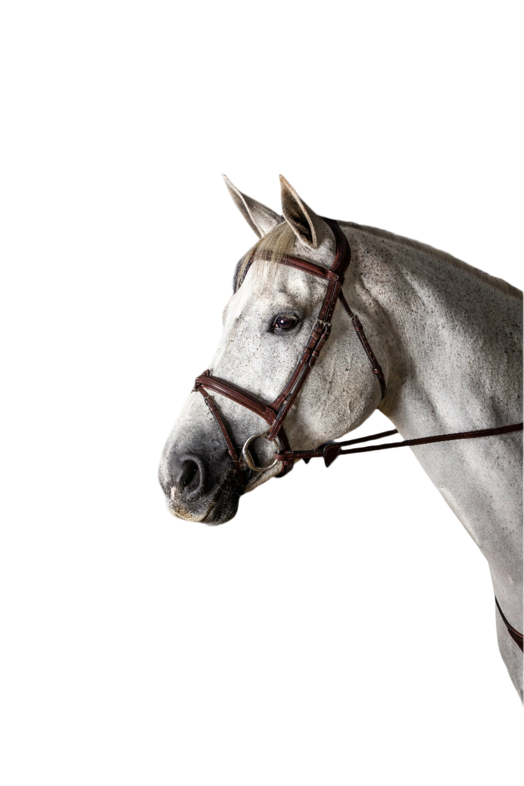 Dy'on Flash Noseband Bridle - New English Collection