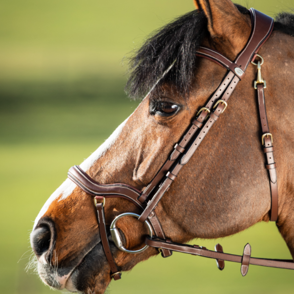 HFI Bridle Techno
