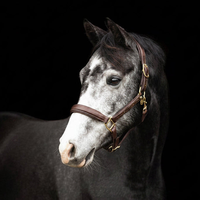 LJ Halster Fancy