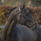 LJ Hoofdstel New Pro Lage Neusriem