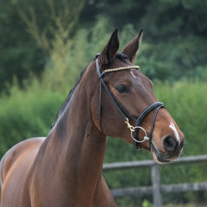 LJ Training Bridle With Clips