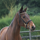 LJ Training Bridle With Clips