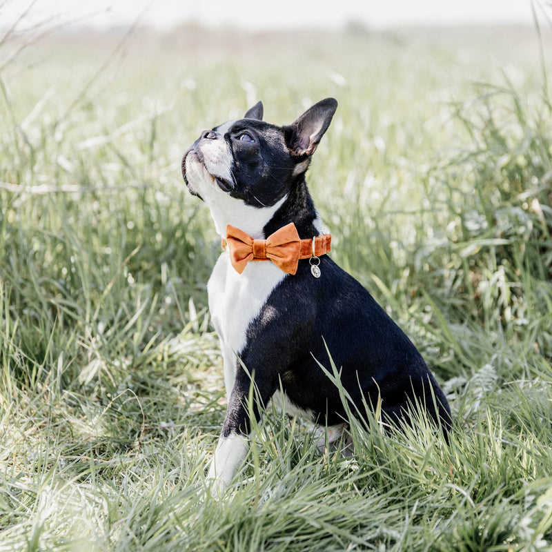Kentucky Bow Tie - Velvet