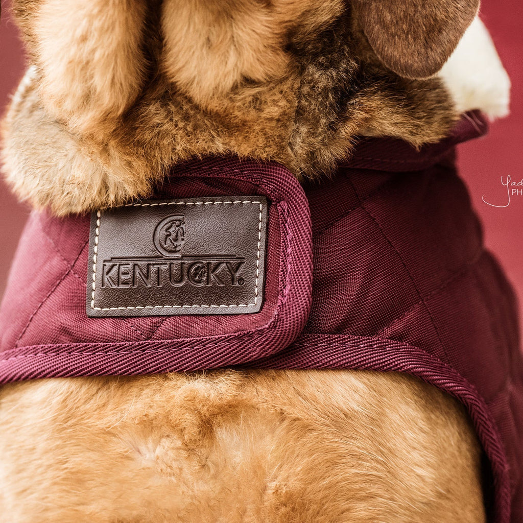 Kentucky Hondenjas - Original